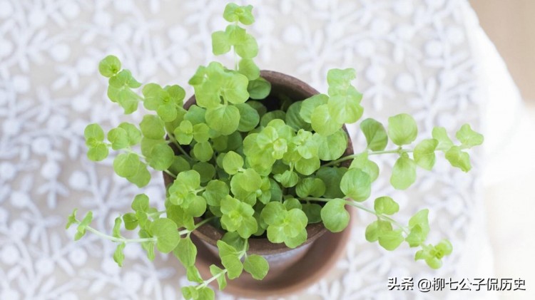 在微信里谈情说爱你仿佛看到了爱情最初的样子纯粹又美好!